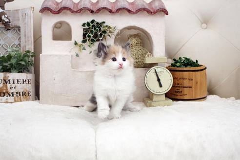 成約済の佐賀県のノルウェージャンフォレストキャット-14157の5枚目