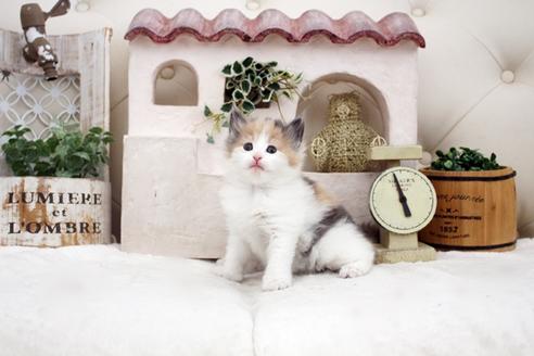 成約済の佐賀県のノルウェージャンフォレストキャット-14157の4枚目