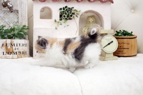 成約済の佐賀県のノルウェージャンフォレストキャット-14157の3枚目