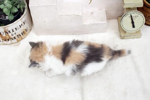 成約済の佐賀県のノルウェージャンフォレストキャット-14157の2枚目