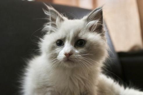 東京都でラグドールの子猫を探す 子猫ブリーダーナビ 東京都でラグドールの子猫を探す 子猫ブリーダーナビ