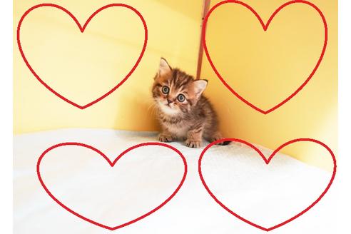 成約済の東京都のミヌエット-14189の1枚目