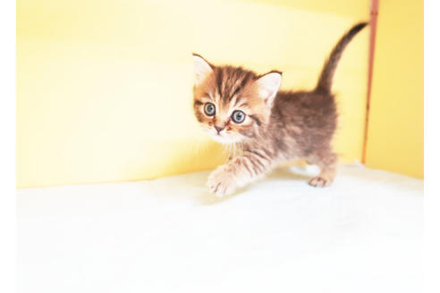 成約済の東京都のミヌエット-14189の2枚目