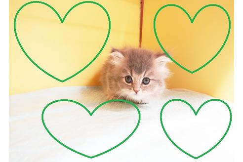 成約済の東京都のミヌエット-14190