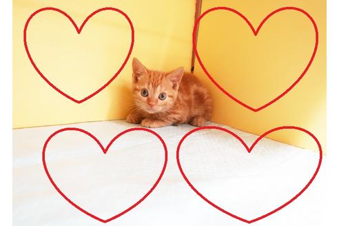 成約済の東京都のアメリカンショートヘア-14191