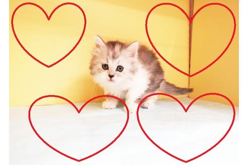 成約済の東京都のミヌエット-14192