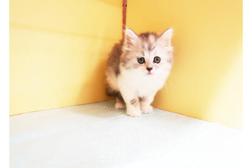 成約済の東京都のミヌエット-14192の2枚目