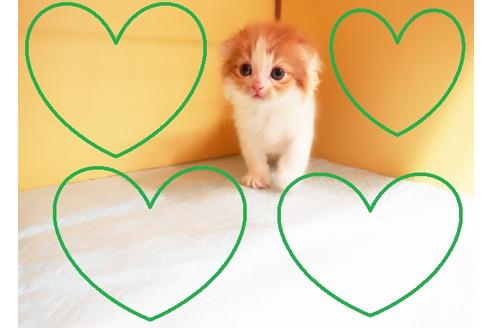 成約済の東京都のスコティッシュフォールド-14193