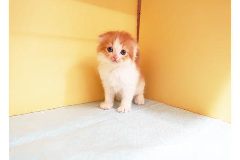 成約済の東京都のスコティッシュフォールド-14193の2枚目