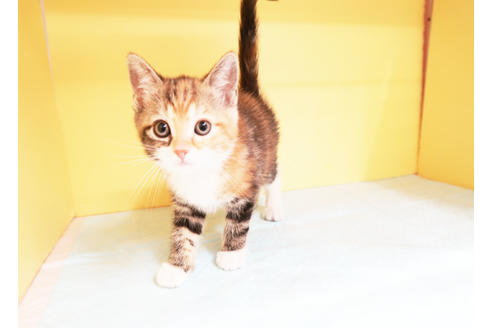 成約済の東京都のマンチカン-14194の2枚目