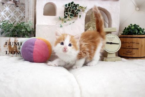 成約済の佐賀県のノルウェージャンフォレストキャット-14200の1枚目