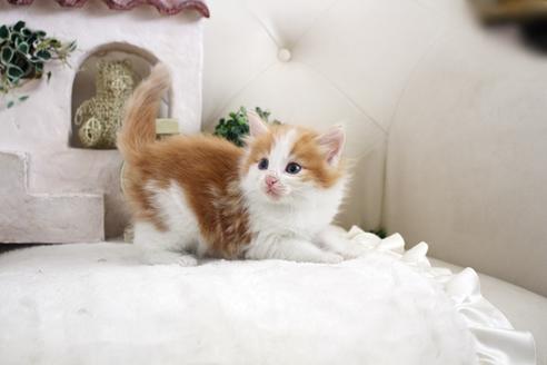 成約済の佐賀県のノルウェージャンフォレストキャット-14200の5枚目