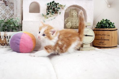 成約済の佐賀県のノルウェージャンフォレストキャット-14200の4枚目