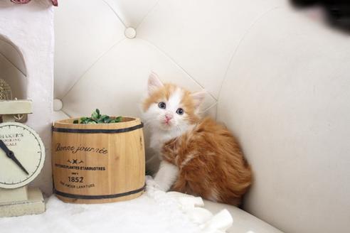 成約済の佐賀県のノルウェージャンフォレストキャット-14200の3枚目