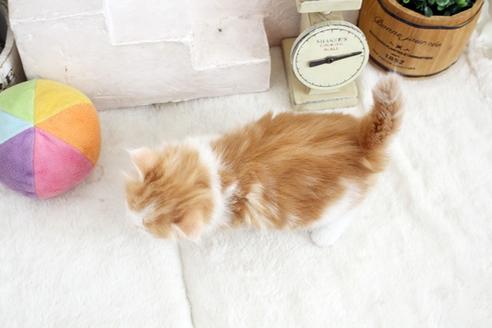 成約済の佐賀県のノルウェージャンフォレストキャット-14200の2枚目