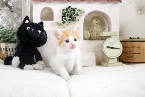 成約済の佐賀県のノルウェージャンフォレストキャット-14201