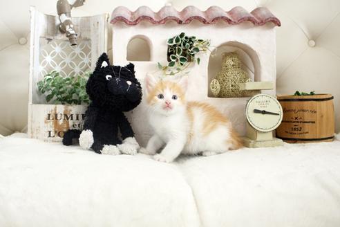 成約済の佐賀県のノルウェージャンフォレストキャット-14201の5枚目