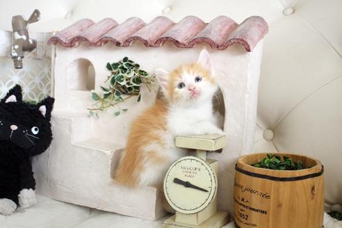 成約済の佐賀県のノルウェージャンフォレストキャット-14201の3枚目