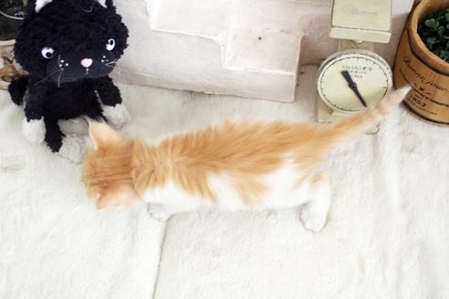 成約済の佐賀県のノルウェージャンフォレストキャット-14201の2枚目