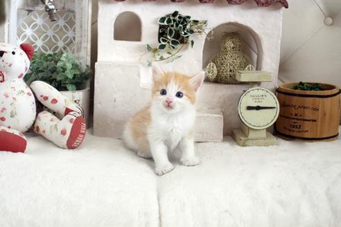 成約済の佐賀県のノルウェージャンフォレストキャット-14202