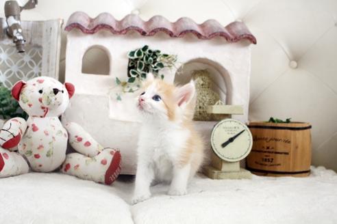 成約済の佐賀県のノルウェージャンフォレストキャット-14202の5枚目