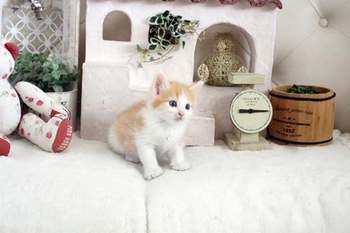 成約済の佐賀県のノルウェージャンフォレストキャット-14202の4枚目