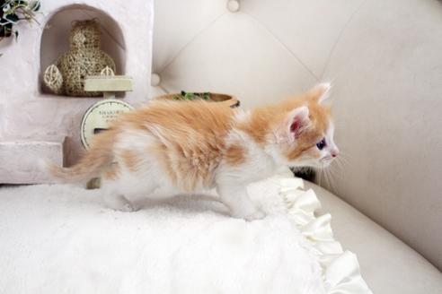 成約済の佐賀県のノルウェージャンフォレストキャット-14202の3枚目