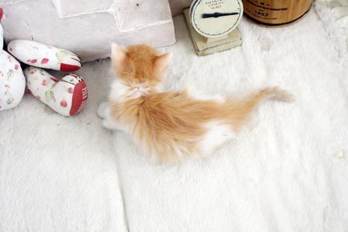 成約済の佐賀県のノルウェージャンフォレストキャット-14202の2枚目