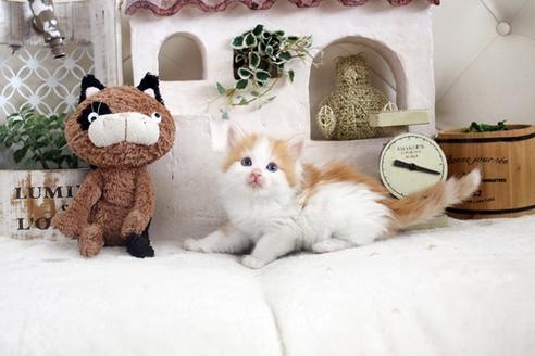 成約済の佐賀県のノルウェージャンフォレストキャット-14203