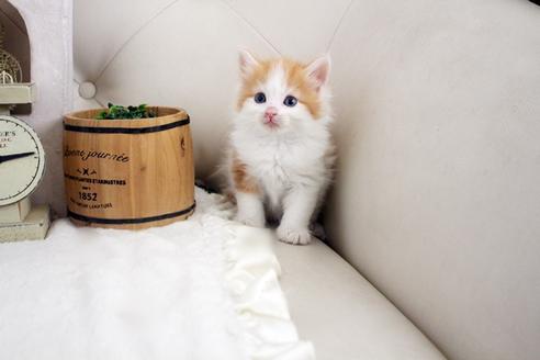 成約済の佐賀県のノルウェージャンフォレストキャット-14203の5枚目