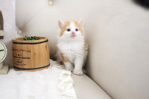 成約済の佐賀県のノルウェージャンフォレストキャット-14203の4枚目