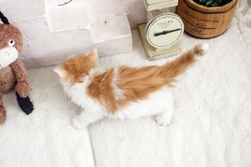 成約済の佐賀県のノルウェージャンフォレストキャット-14203の2枚目