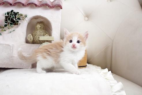 成約済の佐賀県のノルウェージャンフォレストキャット-14204