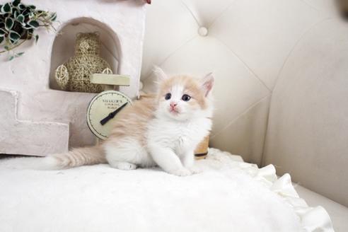 成約済の佐賀県のノルウェージャンフォレストキャット-14204の5枚目