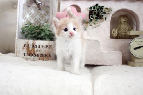 成約済の佐賀県のノルウェージャンフォレストキャット-14204の4枚目