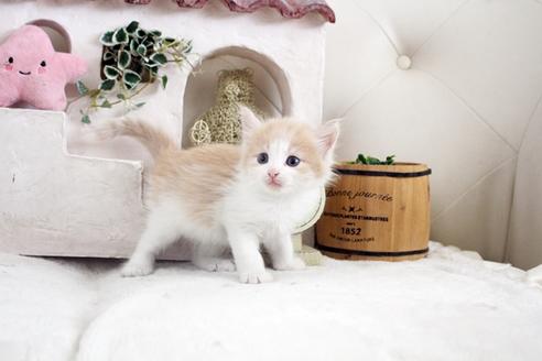 成約済の佐賀県のノルウェージャンフォレストキャット-14204の3枚目