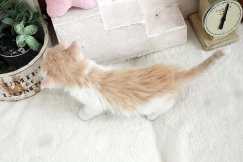 成約済の佐賀県のノルウェージャンフォレストキャット-14204の2枚目