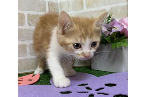 成約済の埼玉県のスコティッシュフォールド-14099の5枚目