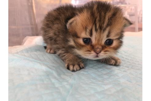 成約済の愛知県のペルシャ(チンチラ)-14235の2枚目