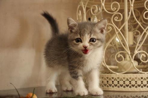 成約済の大阪府のスコティッシュフォールド-14030の4枚目