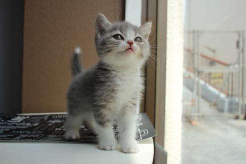 成約済の大阪府のスコティッシュフォールド-14030の3枚目