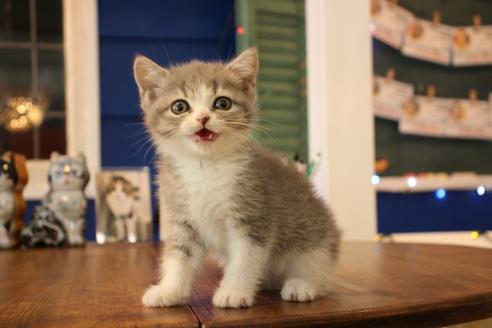 成約済の大阪府のスコティッシュフォールド-14030の2枚目