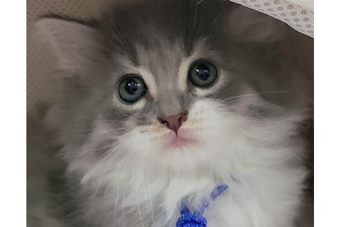 成約済の埼玉県のサイベリアン-14252の1枚目