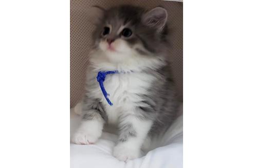 成約済の埼玉県のサイベリアン-14252の3枚目