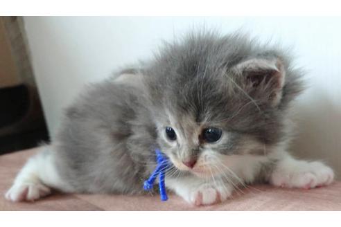 成約済の埼玉県のサイベリアン-14252の2枚目