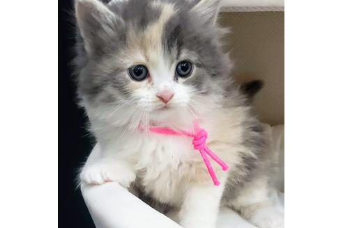 成約済の埼玉県のサイベリアン-14253の1枚目