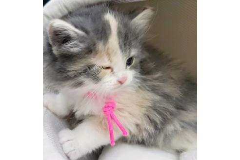 成約済の埼玉県のサイベリアン-14253の3枚目