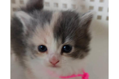 成約済の埼玉県のサイベリアン-14253の2枚目