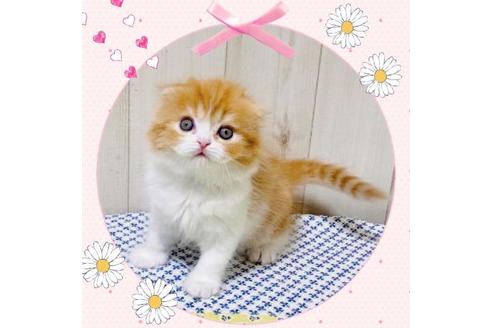 成約済の大阪府のスコティッシュフォールド-14254の5枚目