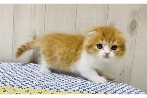 成約済の大阪府のスコティッシュフォールド-14254の3枚目